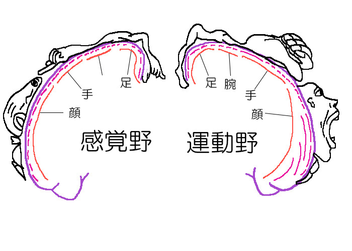 ホムンクルス　脳地図